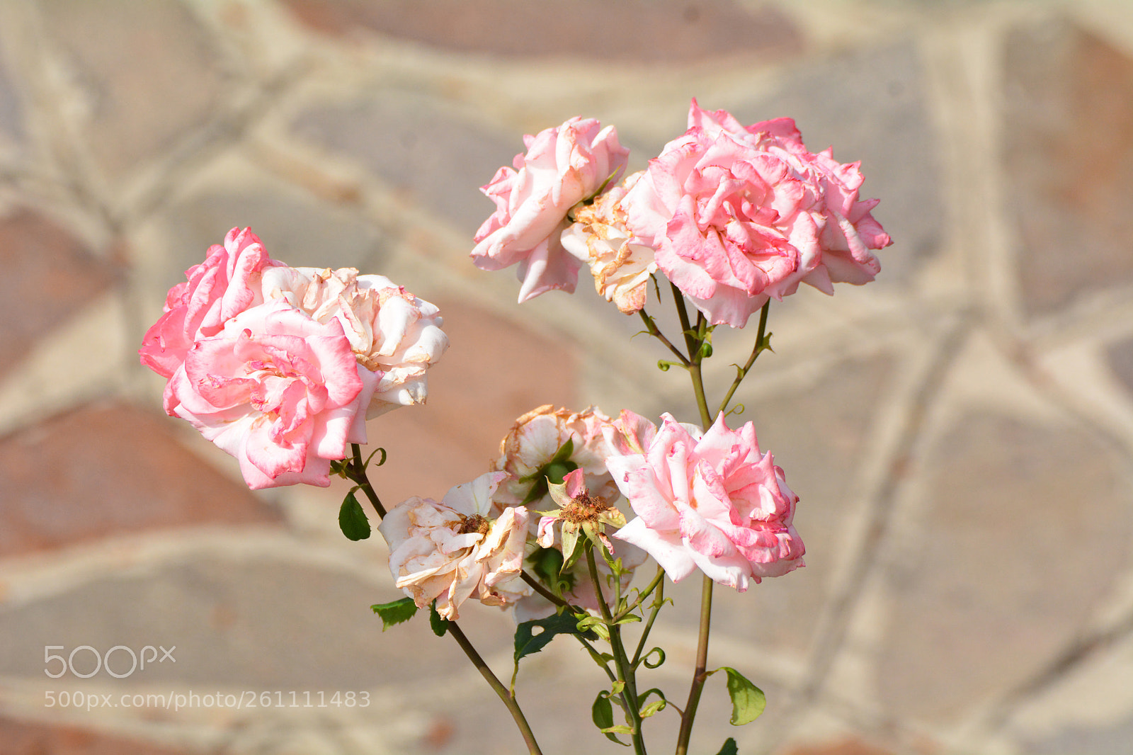 Nikon D7100 sample photo. Geometric background photography