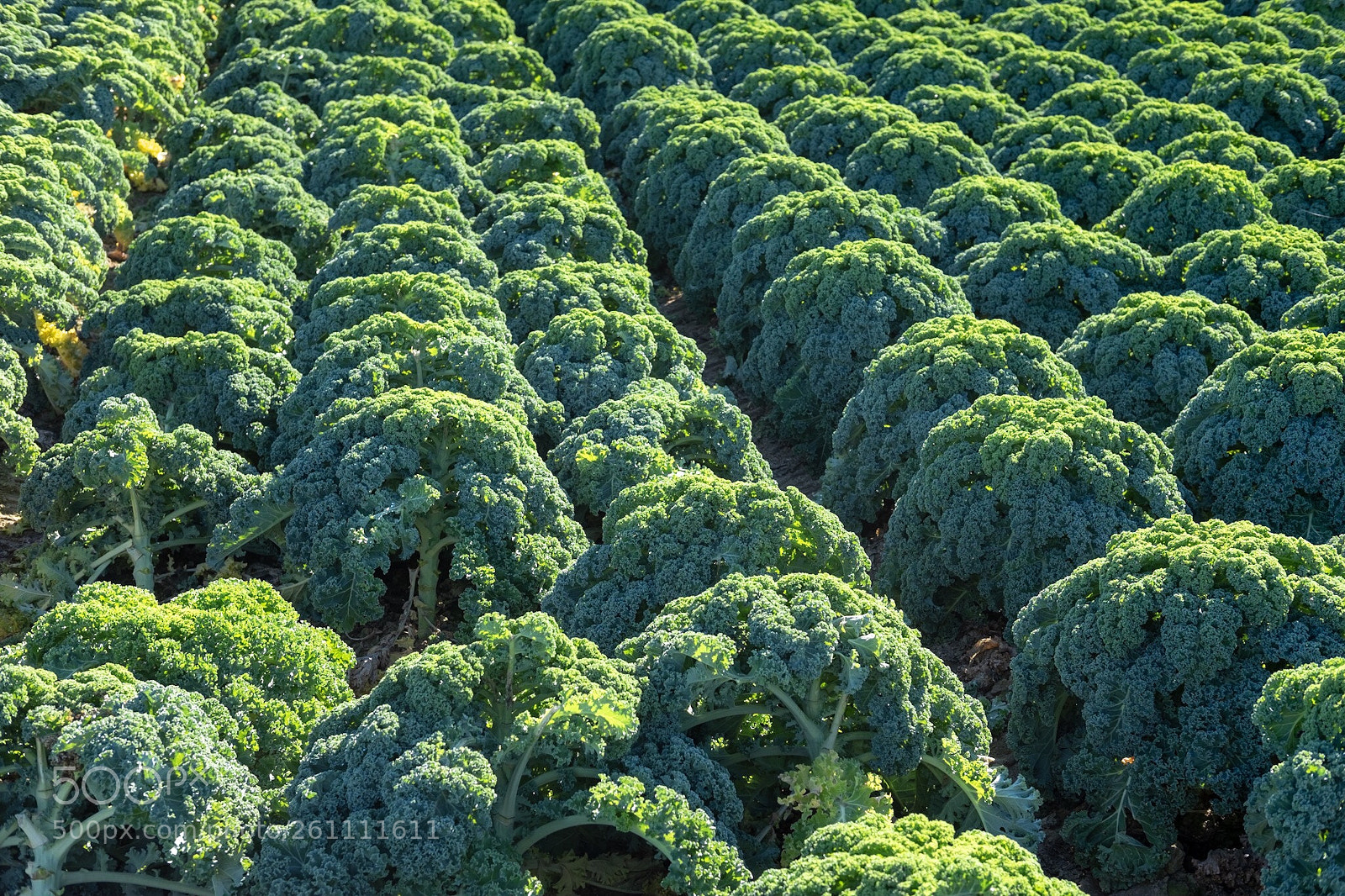 Fujifilm X-T1 sample photo. Green photography