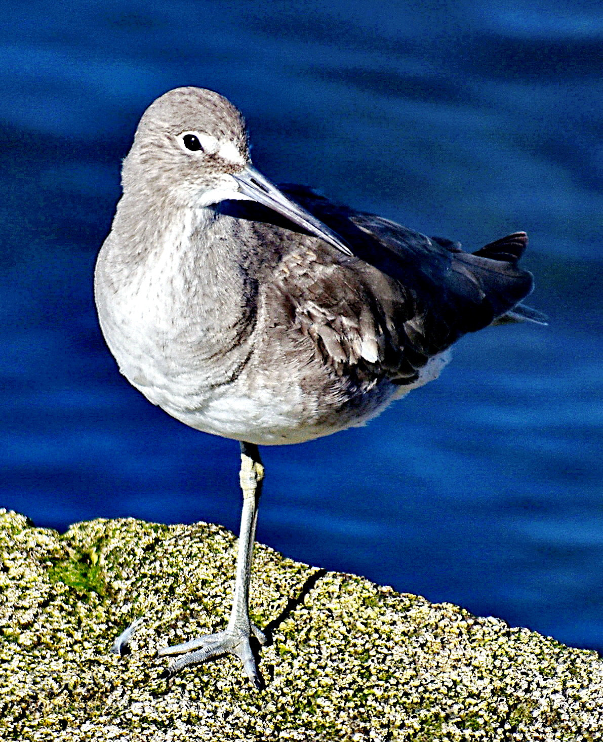 Nikon D7200 sample photo. A grey seabird watching photography