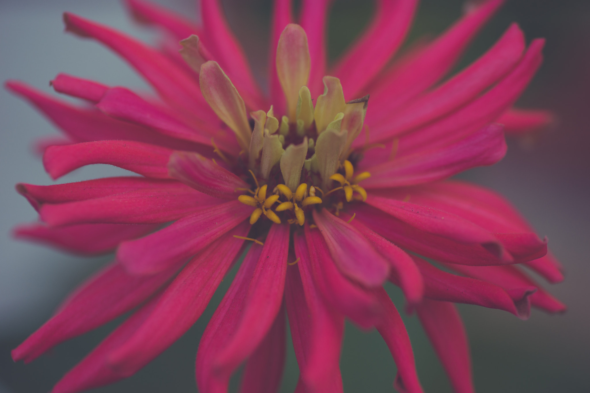 Sony a99 II sample photo. Red flower photography