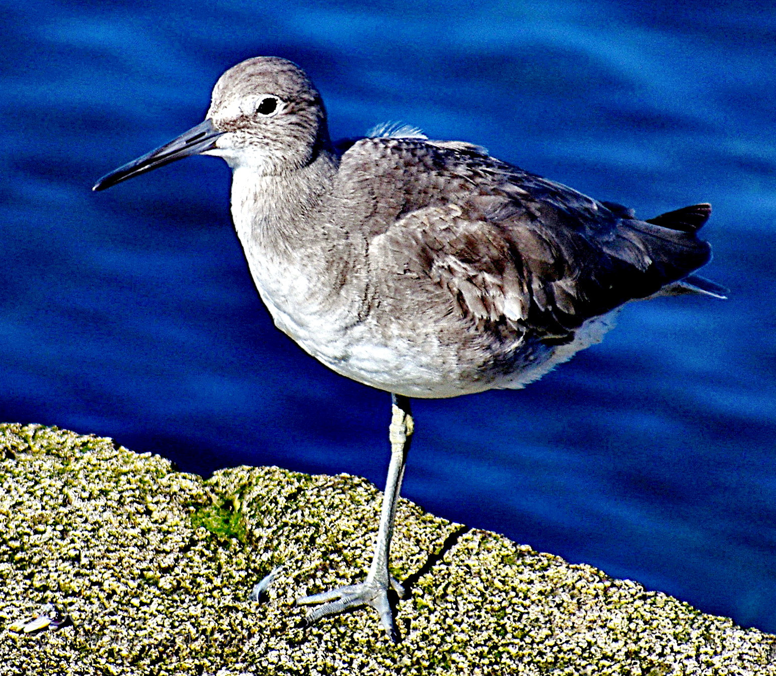 Nikon D7200 sample photo. A grey seabird watching photography