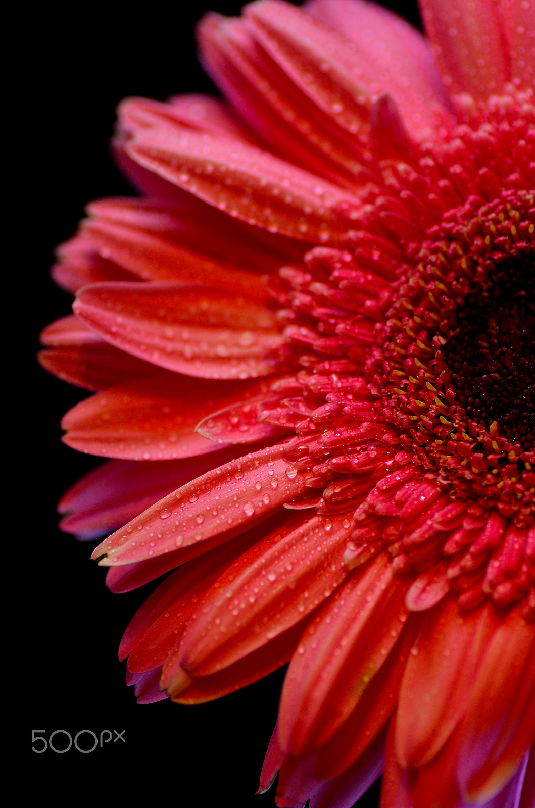 Nikon D7000 sample photo. Daisy photography
