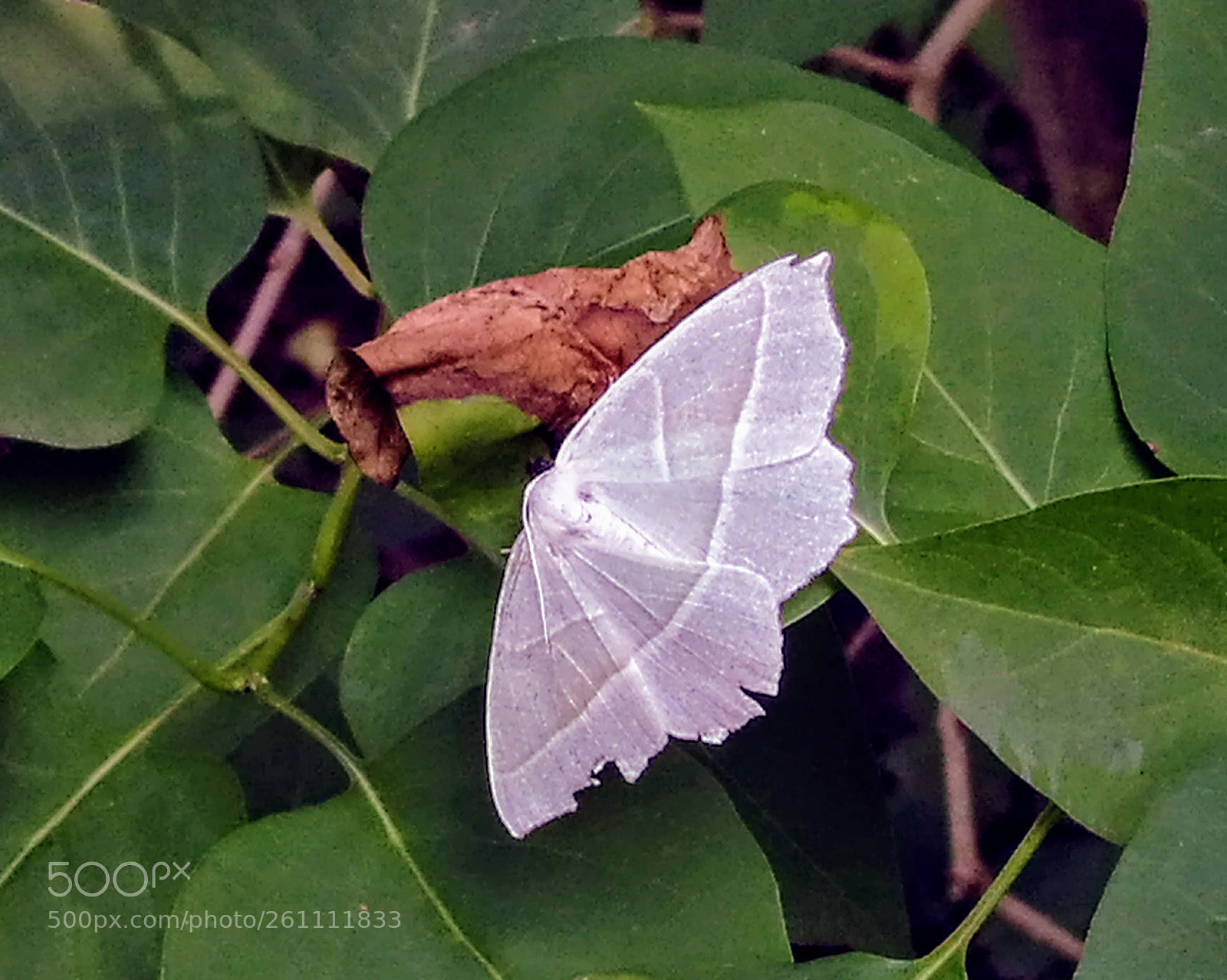 HUAWEI P9 sample photo. Papillon blanc photography