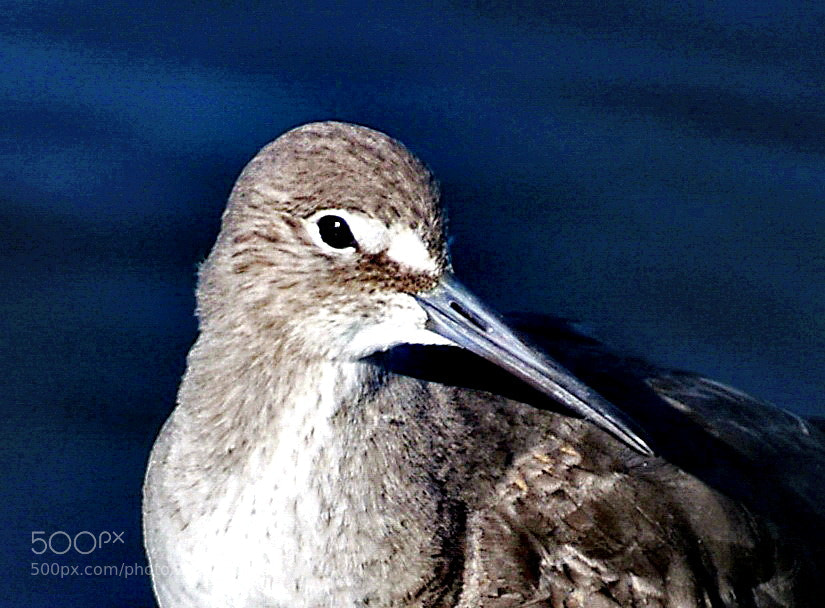 Nikon D7200 sample photo. A grey seabird watching photography