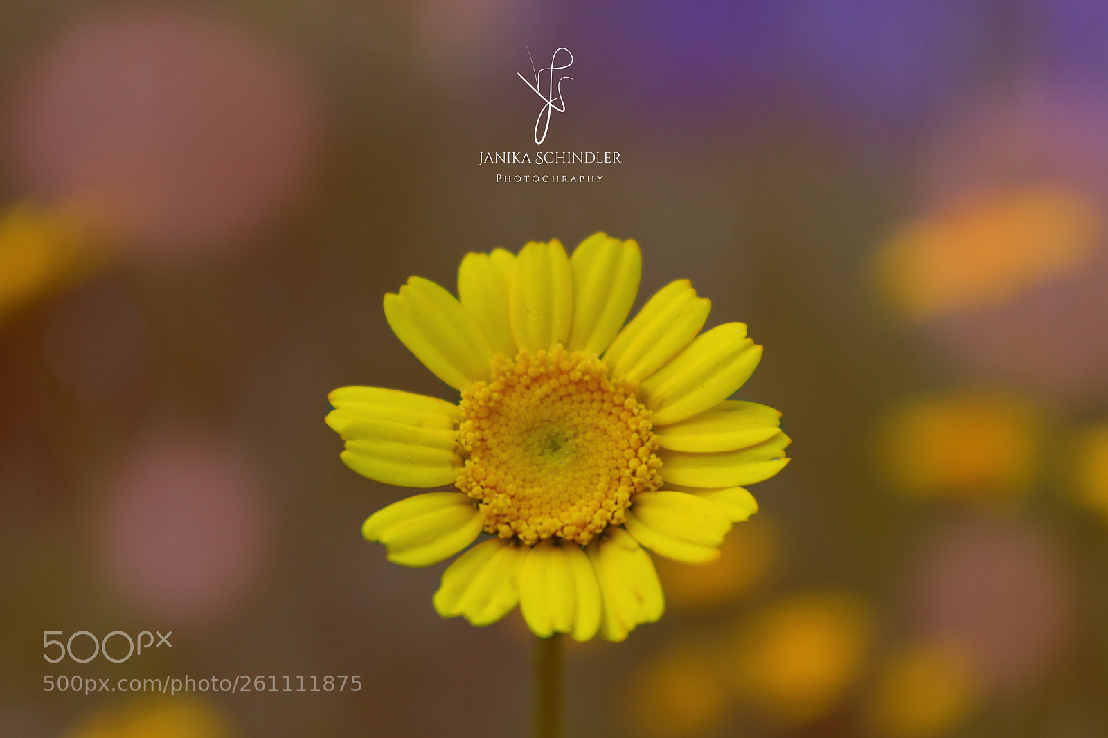 Canon EOS 60D sample photo. Yellow flower photography
