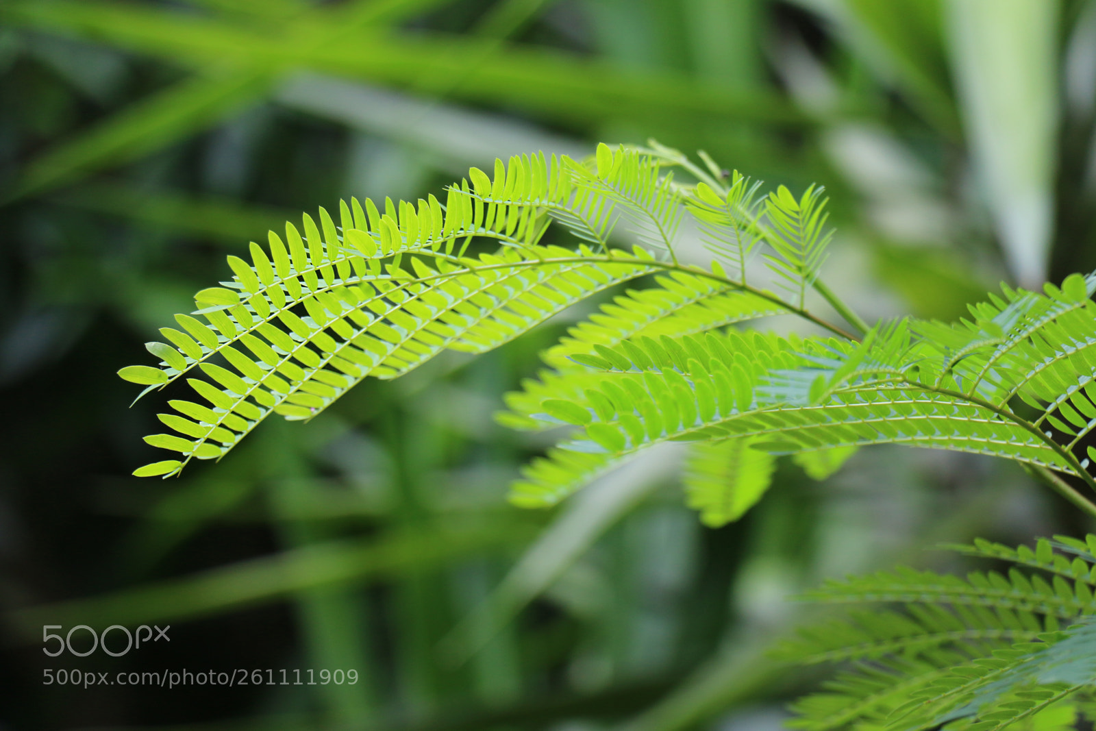 Canon EOS 70D sample photo. ... photography