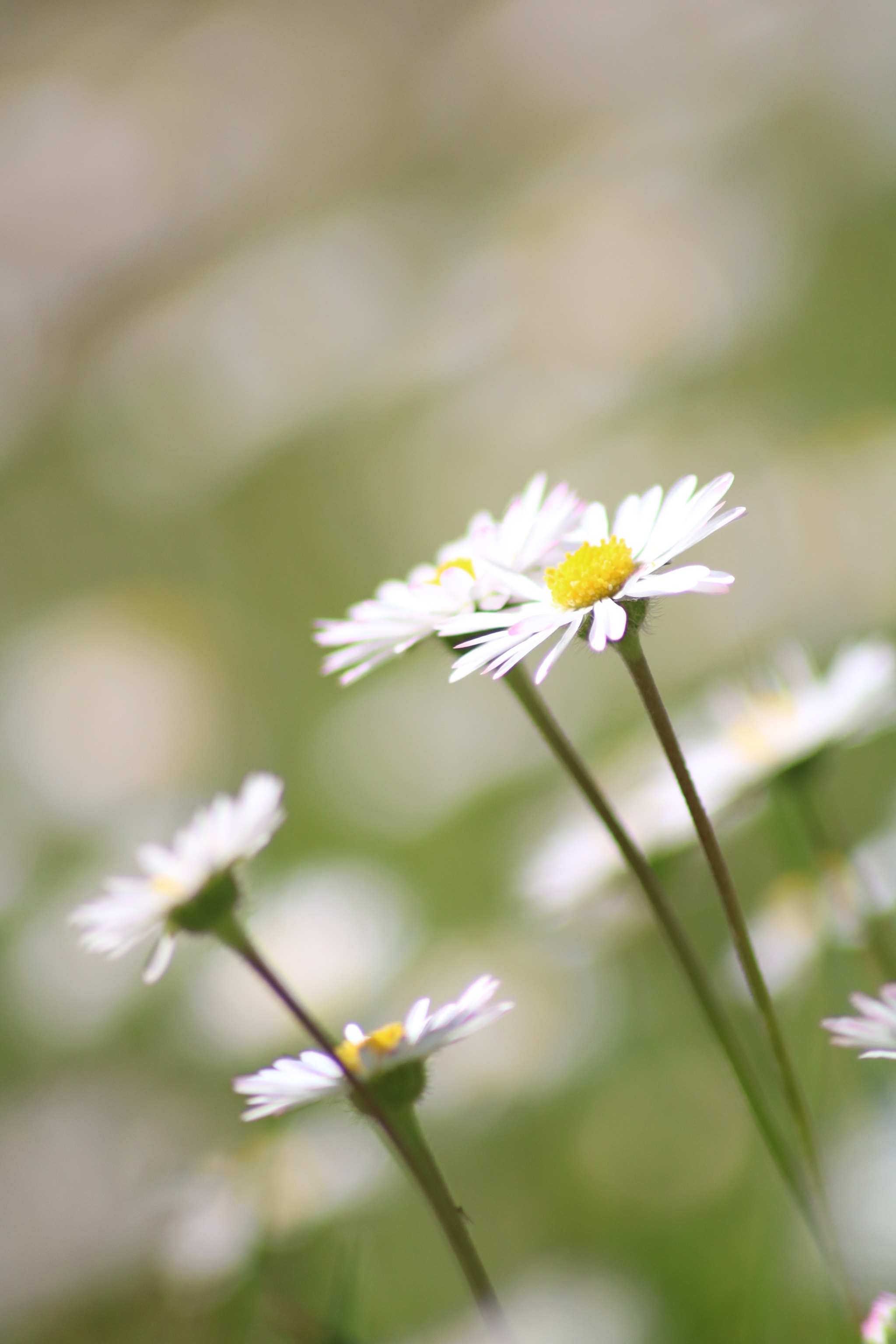 Canon EOS 750D (EOS Rebel T6i / EOS Kiss X8i) sample photo