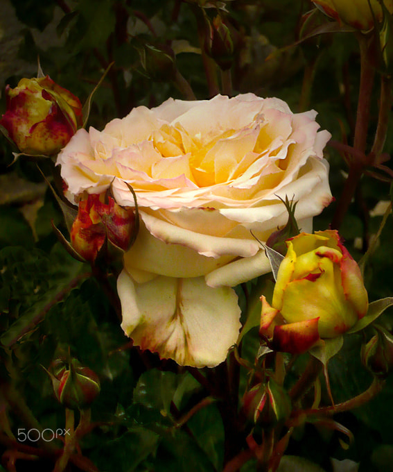 Panasonic DMC-LS60 sample photo. Les roses photography