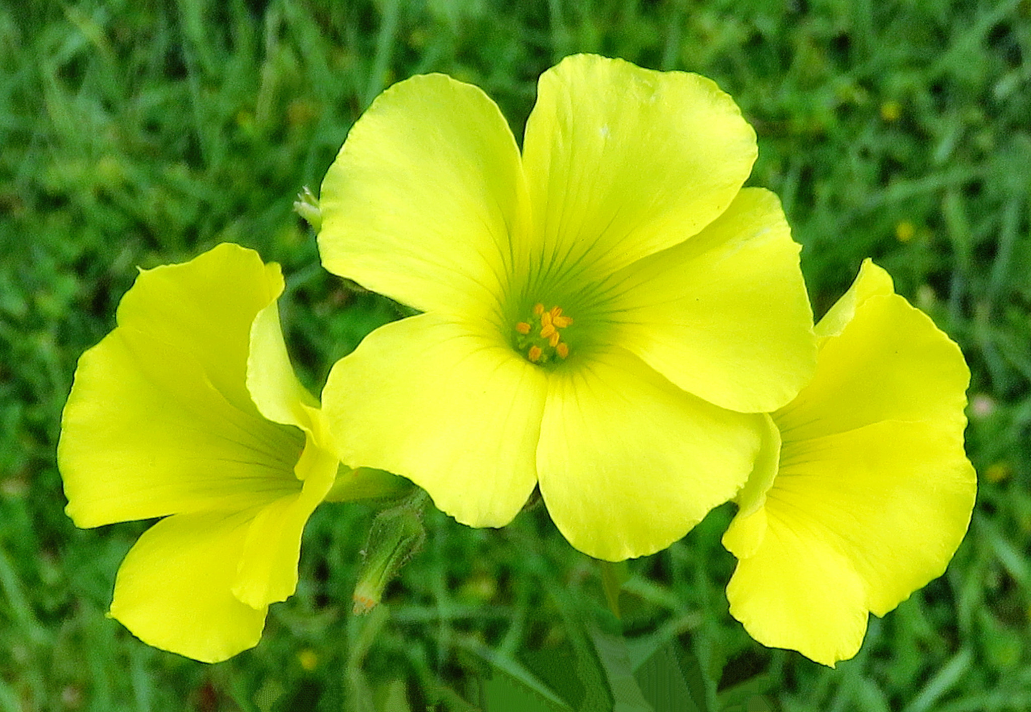 Canon PowerShot SX60 HS sample photo. Three yellow daisies in the garden photography