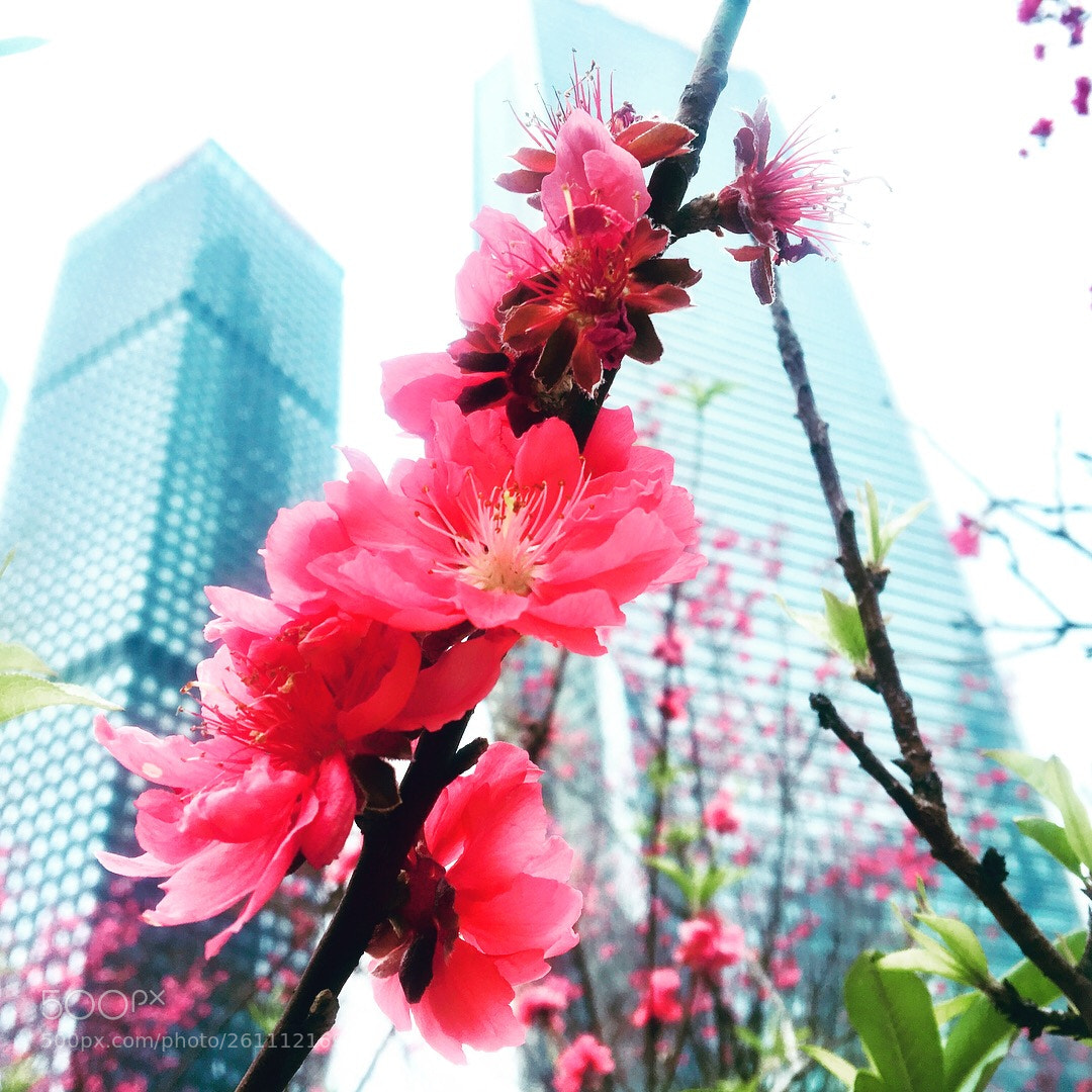 Apple iPhone 6s sample photo. Untitled photography