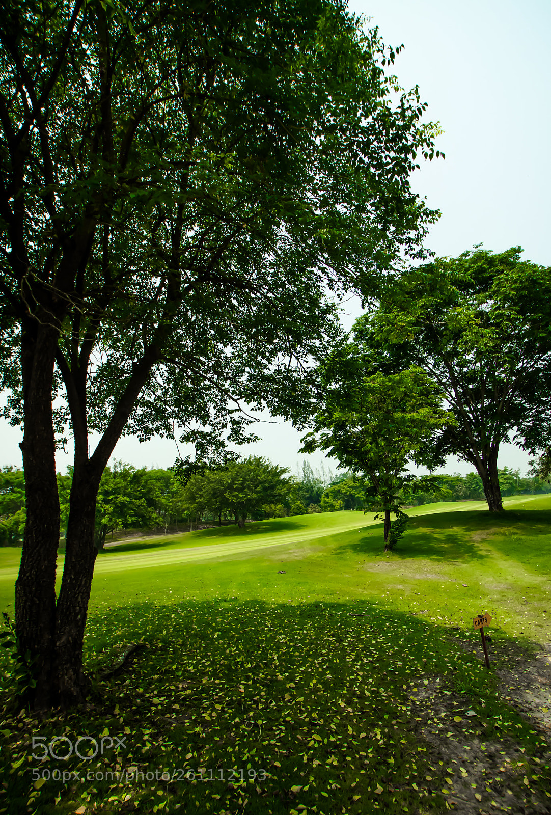 Sony SLT-A77 sample photo. Tree garden photography