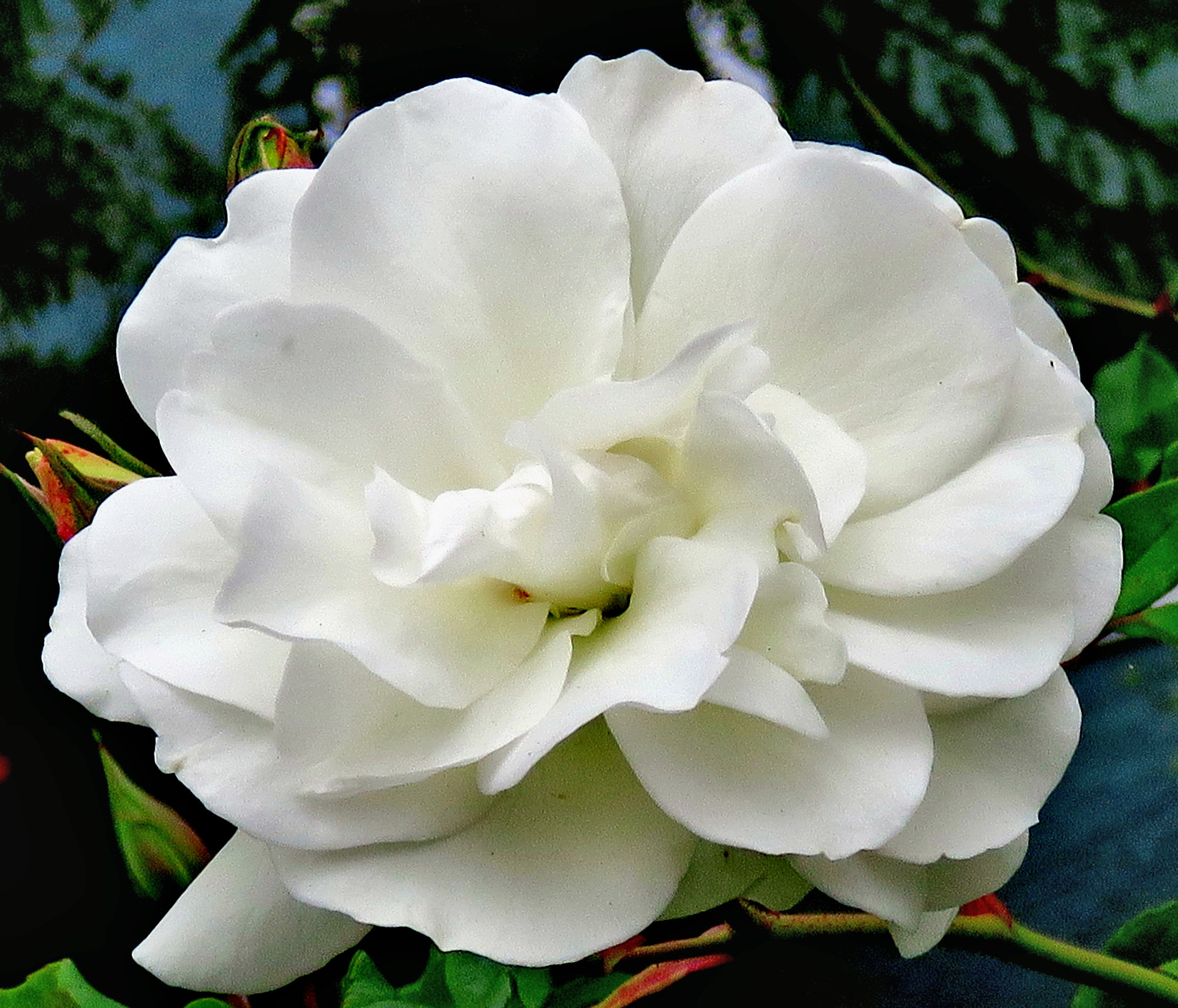 Canon PowerShot SX60 HS + 3.8 - 247.0 mm sample photo. A lovely white carnation flower photography