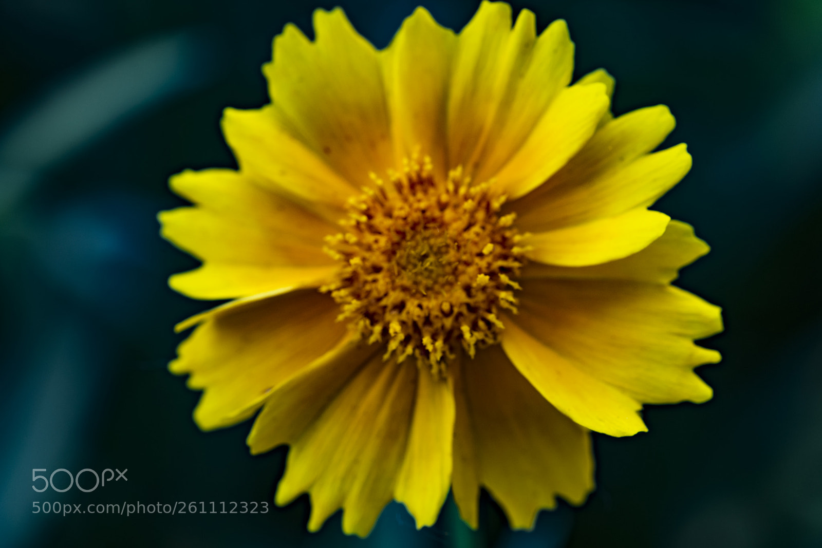 Sony a7R II sample photo. Bug photography