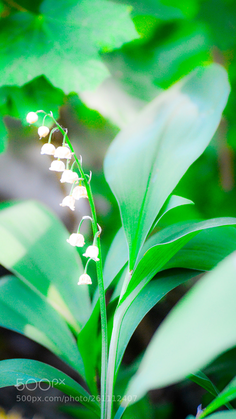 Nikon D5200 sample photo. Lily of the valley. photography
