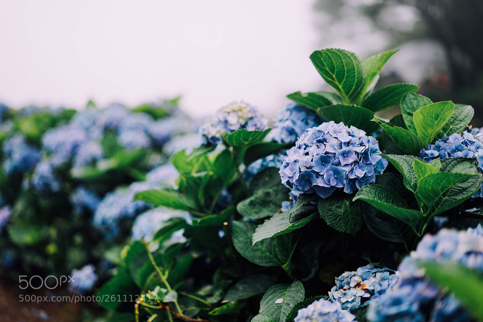 Sony a7 II sample photo. Flower photography