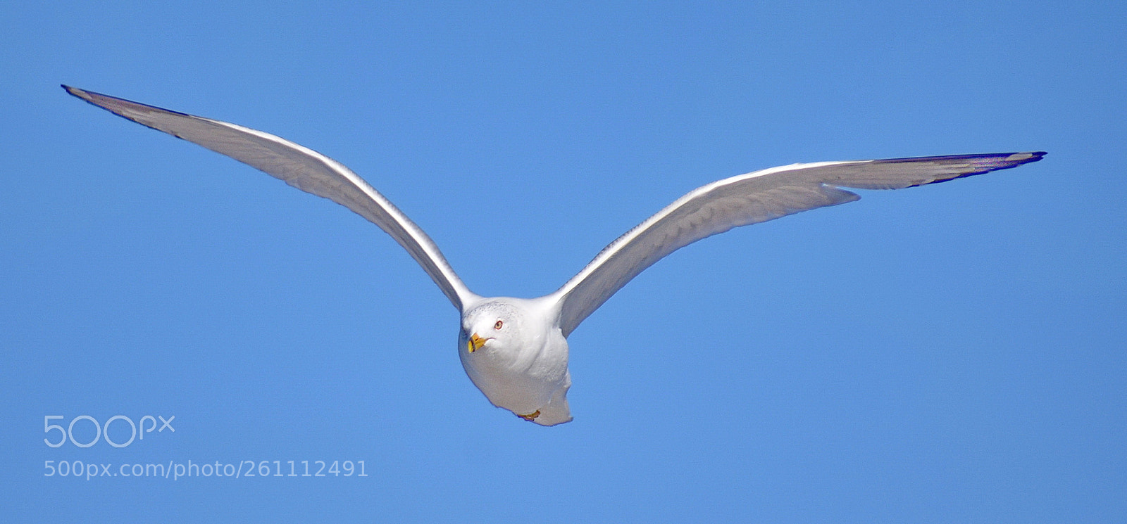 Nikon D7200 sample photo. A white seagull flying photography