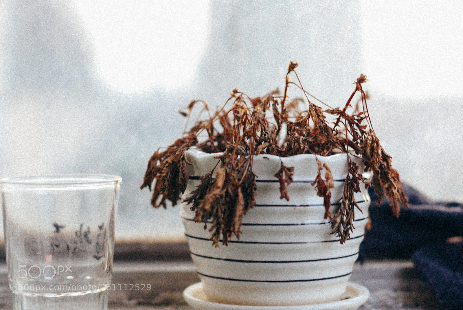 Pentax K10D sample photo. Untitled photography