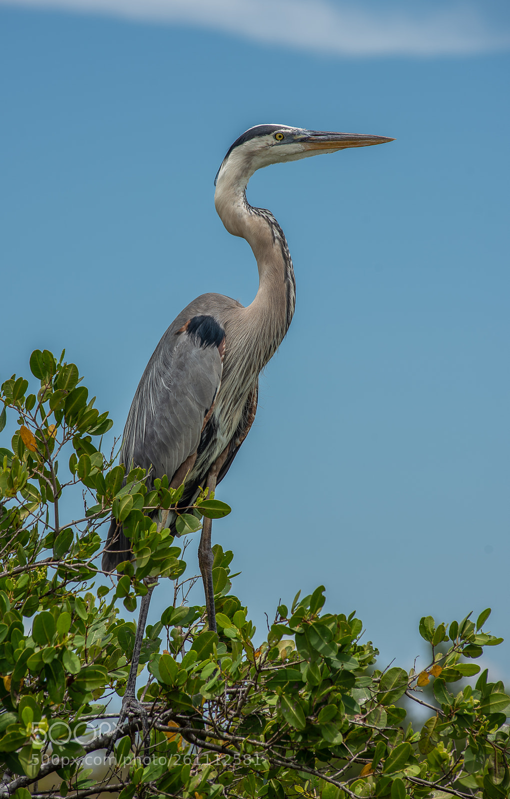 Nikon D810 sample photo. Great blue heron photography