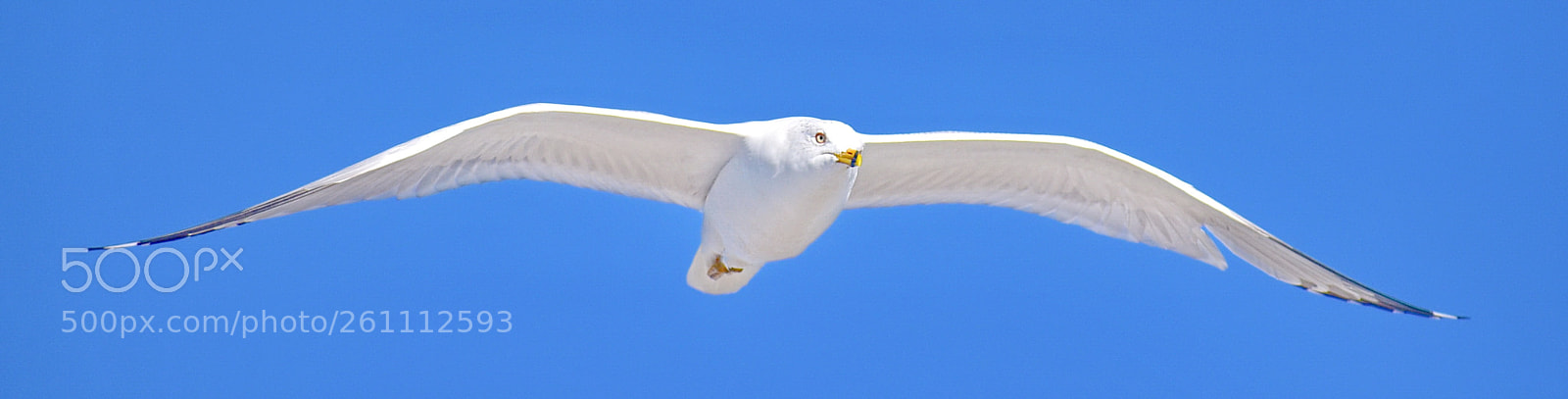 Nikon D7200 sample photo. White seagull flying across photography