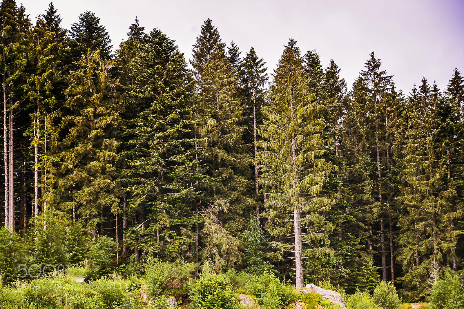 Nikon D610 sample photo. Forest of the vosges photography