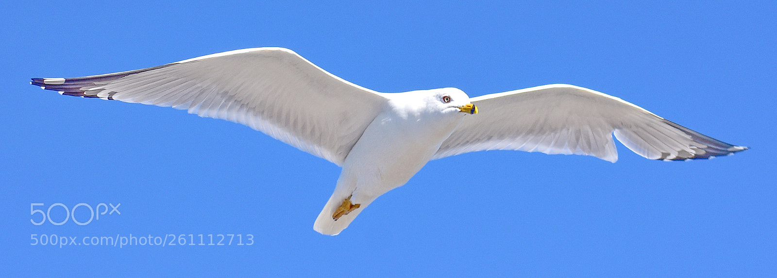 Nikon D7200 sample photo. White seagull flying across photography