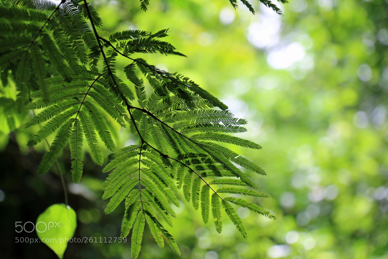 Canon EOS 70D sample photo. ... photography