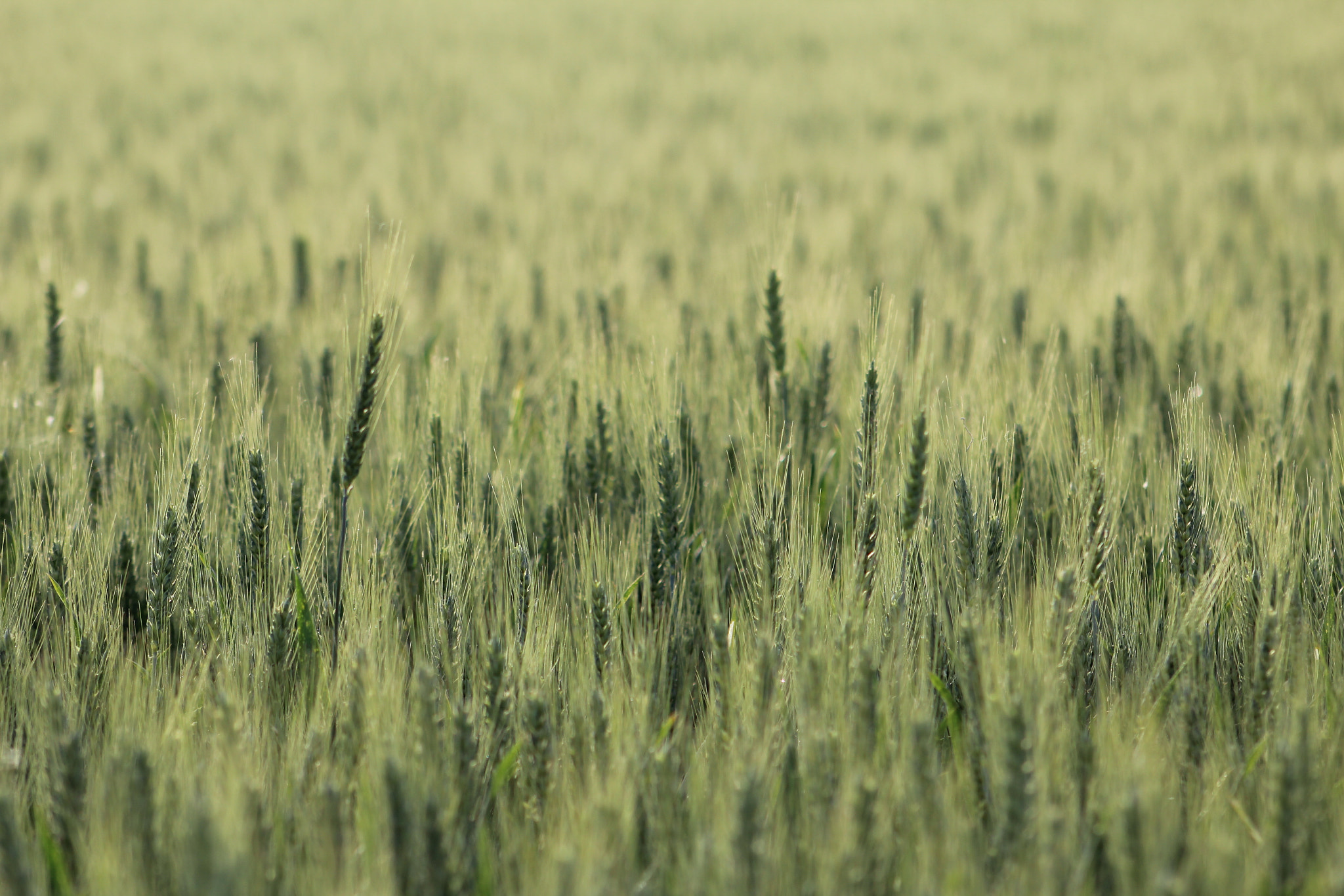 Canon EF 75-300mm f/4-5.6 USM sample photo. 16.jpg photography