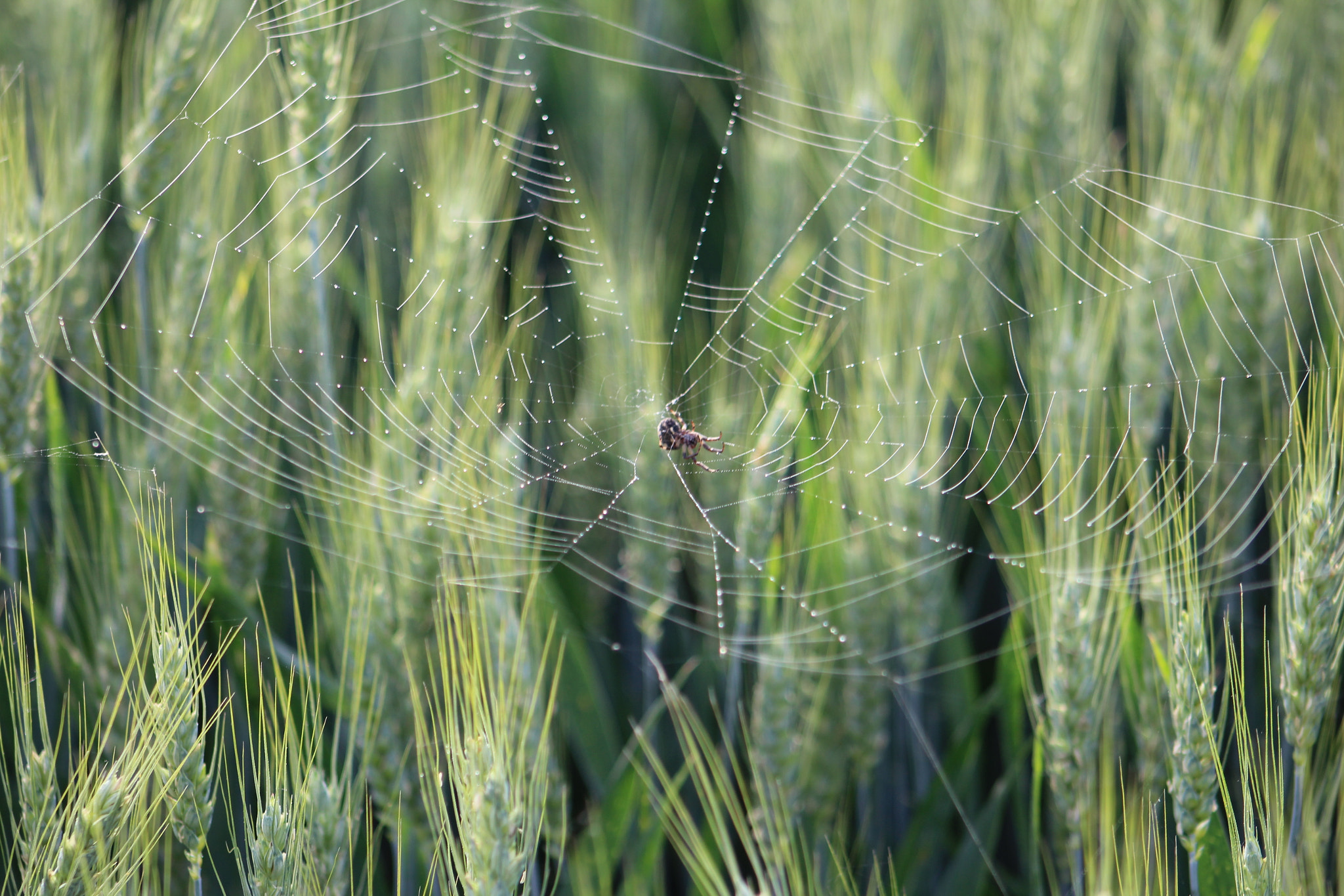 Canon EF 75-300mm f/4-5.6 USM sample photo. 18.jpg photography
