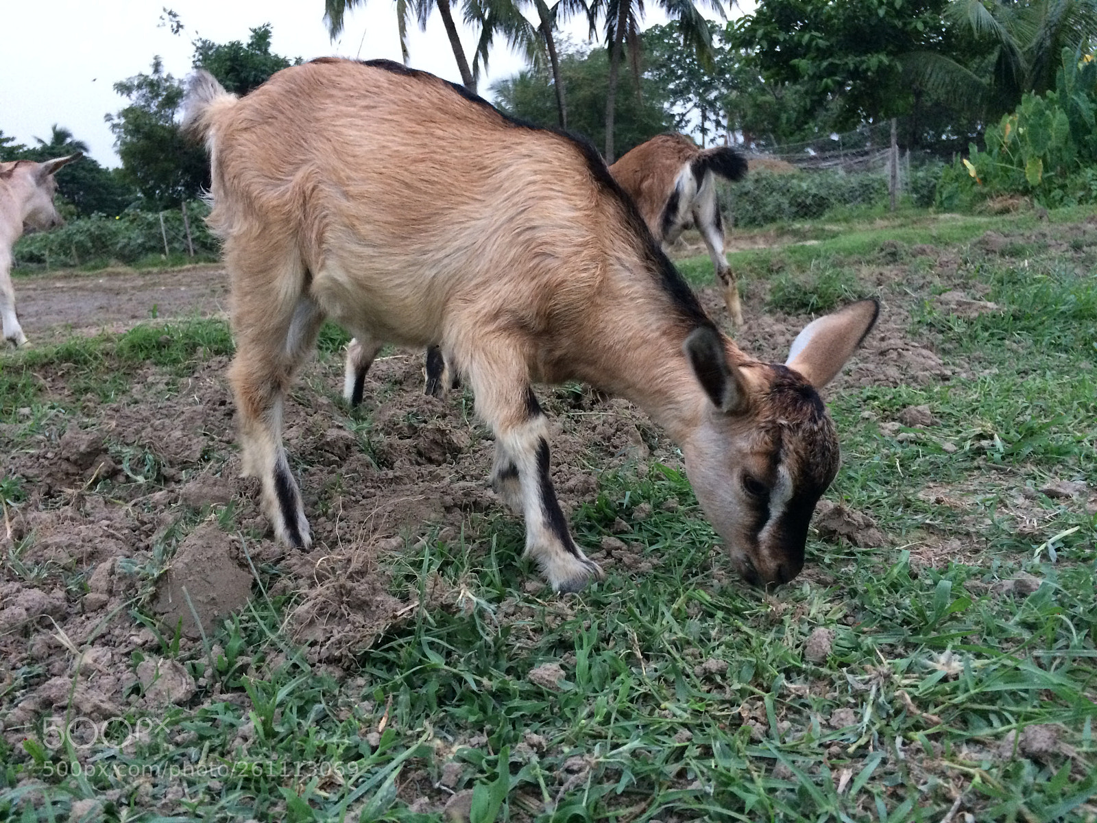 Apple iPhone 5s sample photo. Baby goat photography