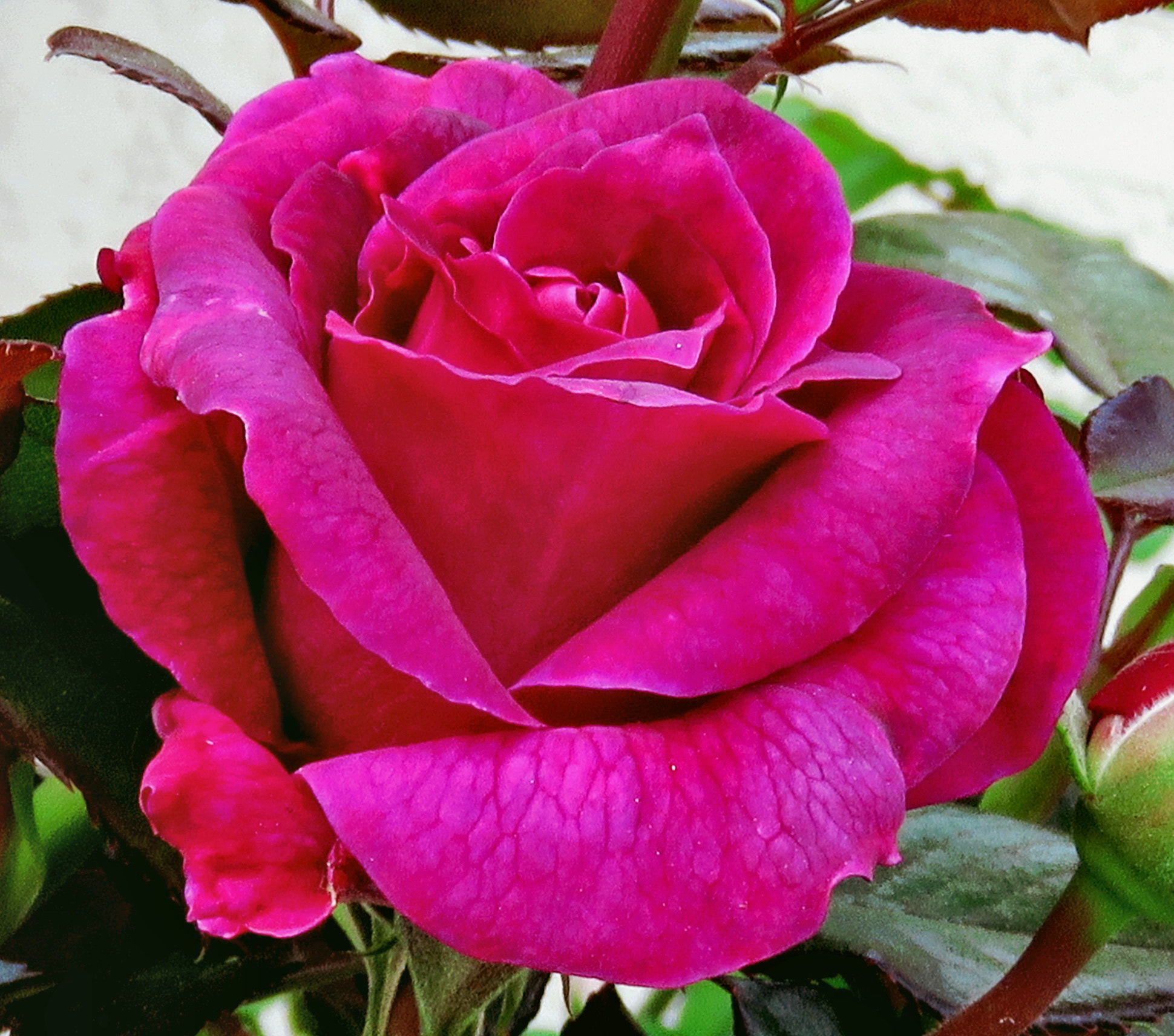 3.8 - 247.0 mm sample photo. Pink rose in the garden photography