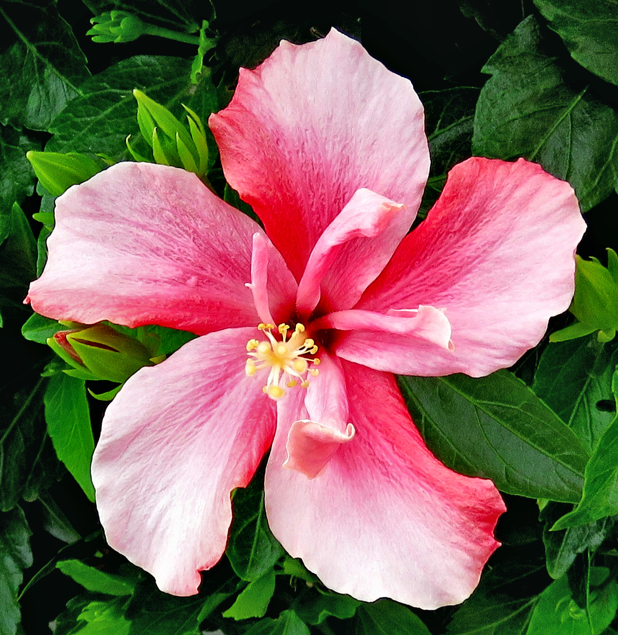 Canon PowerShot SX60 HS + 3.8 - 247.0 mm sample photo. A pink hibiscus in the garden photography