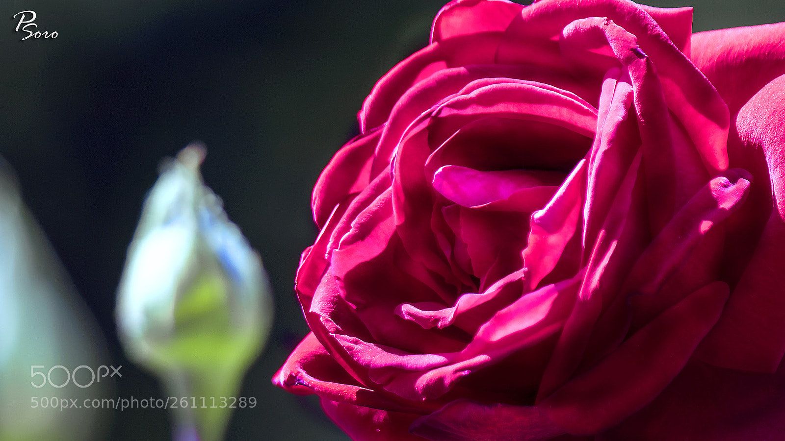 Canon EOS 80D sample photo. Rose (macro) 1 photography
