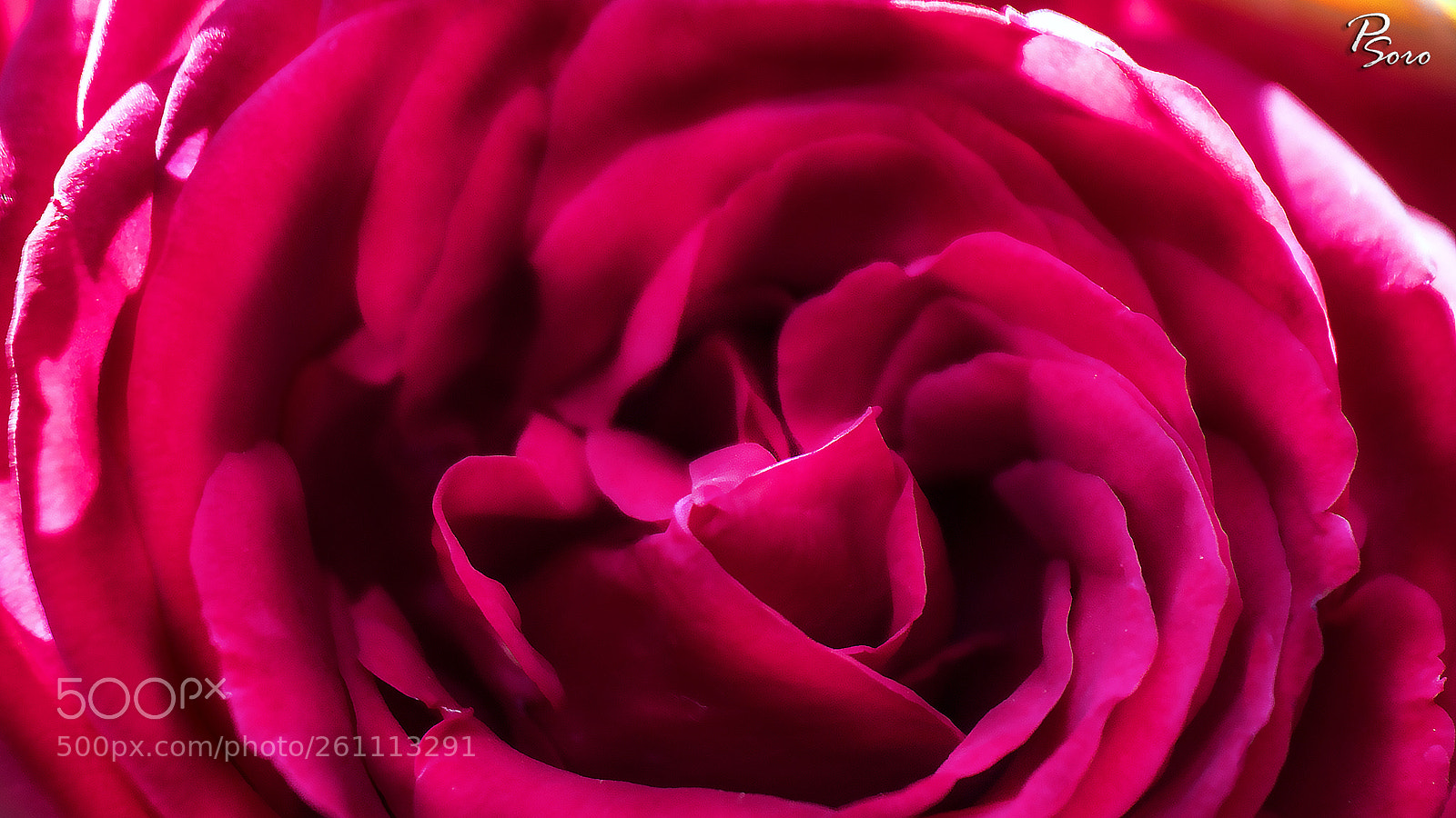 Canon EOS 80D sample photo. Rose (macro) 2 photography