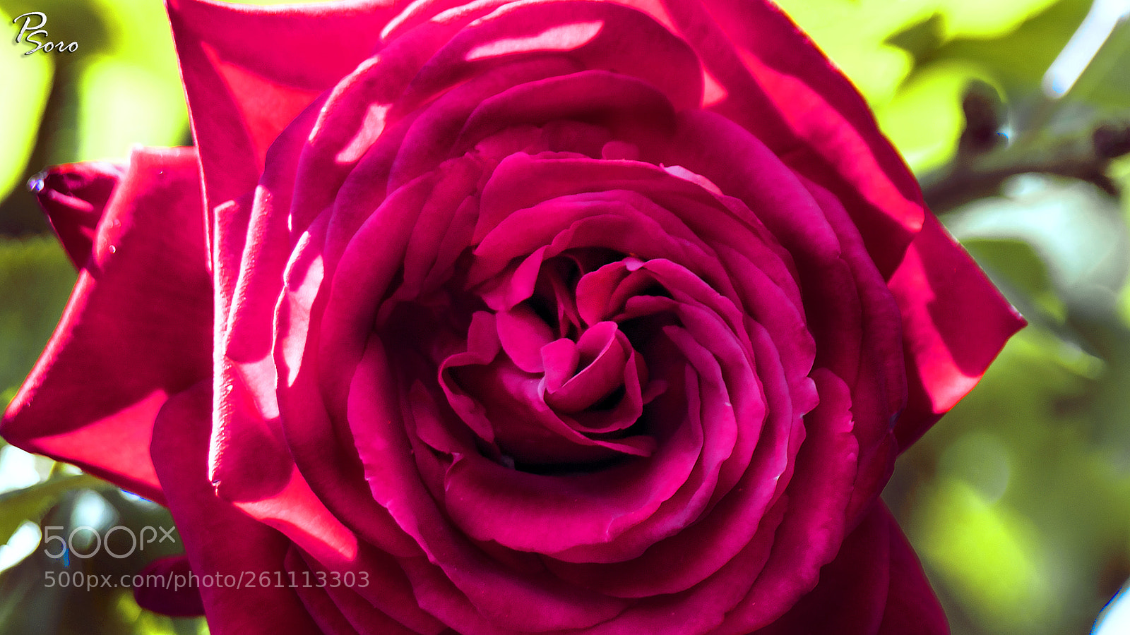 Canon EOS 80D sample photo. Rose (macro) 3 photography