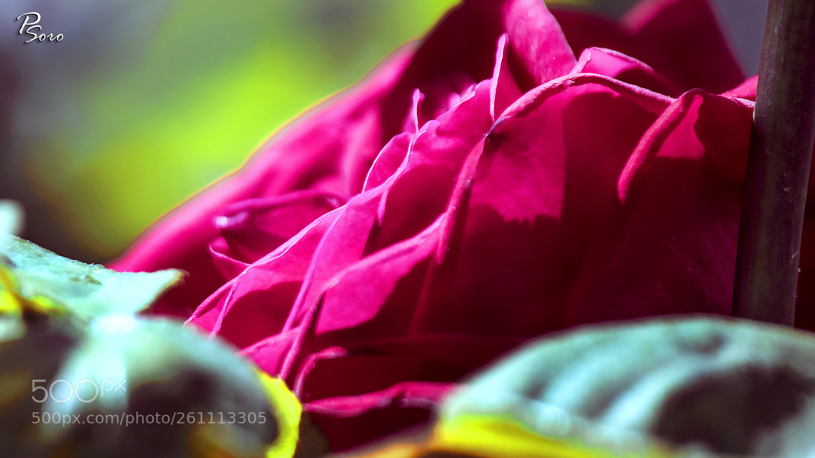 Canon EOS 80D sample photo. Rose (macro) 4 photography