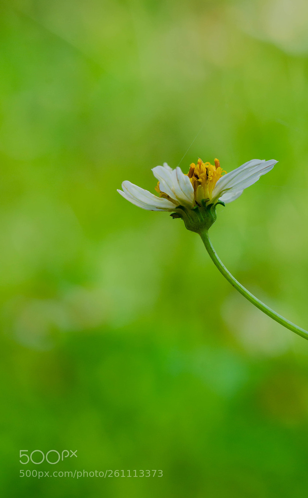 Nikon D7000 sample photo. Wild flower photography
