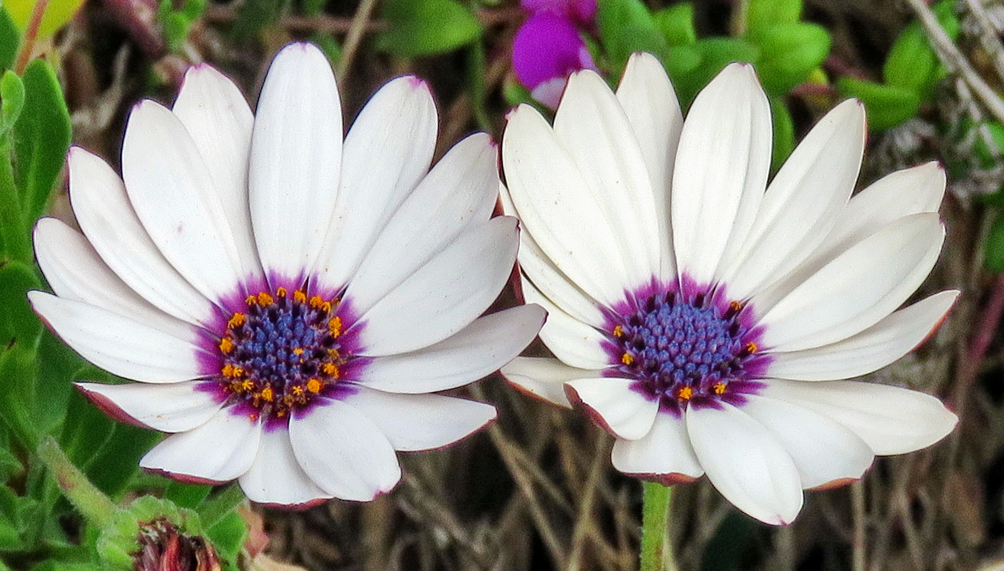 3.8 - 247.0 mm sample photo. Two white daisies in the garden photography