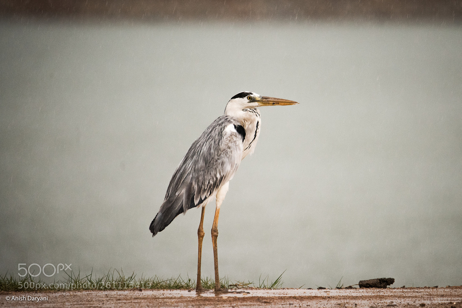 Nikon D810 sample photo. Grey heron photography