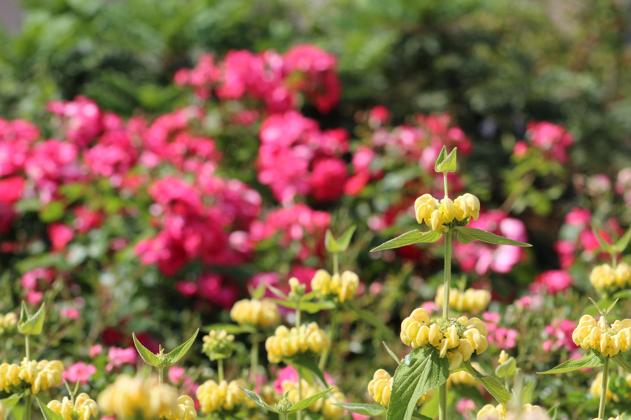Canon EF 75-300mm f/4-5.6 USM sample photo. 27.jpg photography
