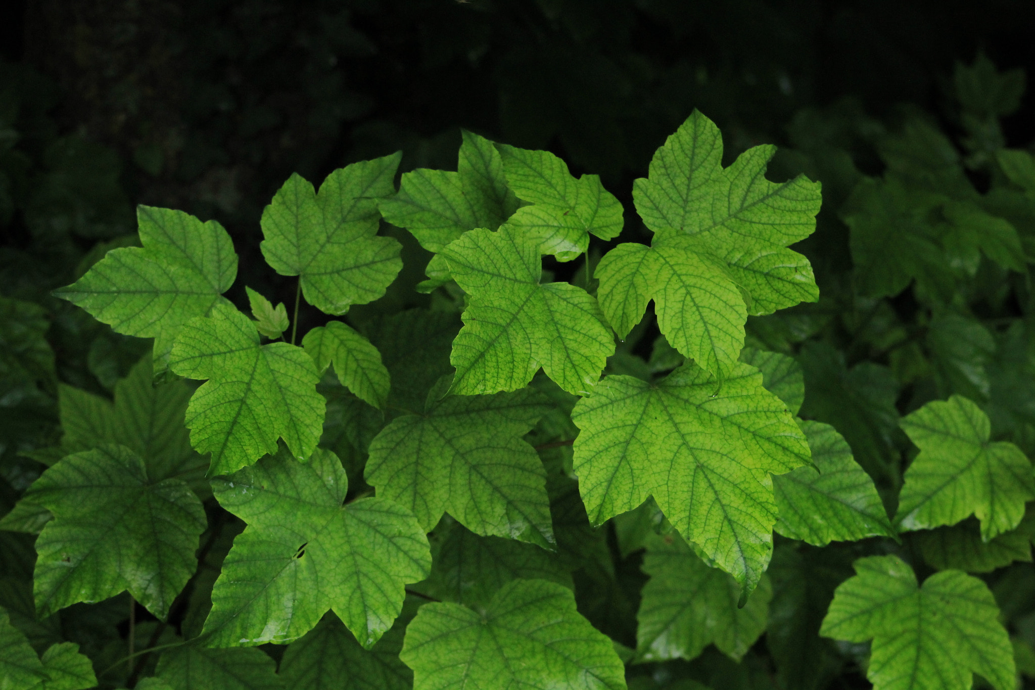 Canon EF 75-300mm f/4-5.6 USM sample photo. 30.jpg photography
