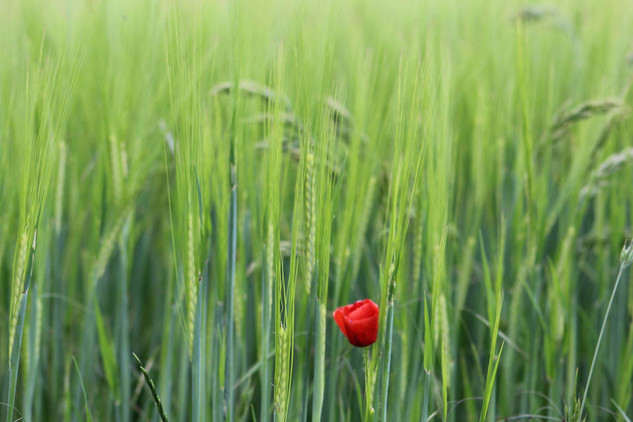 Canon EF 75-300mm f/4-5.6 USM sample photo. 32.jpg photography