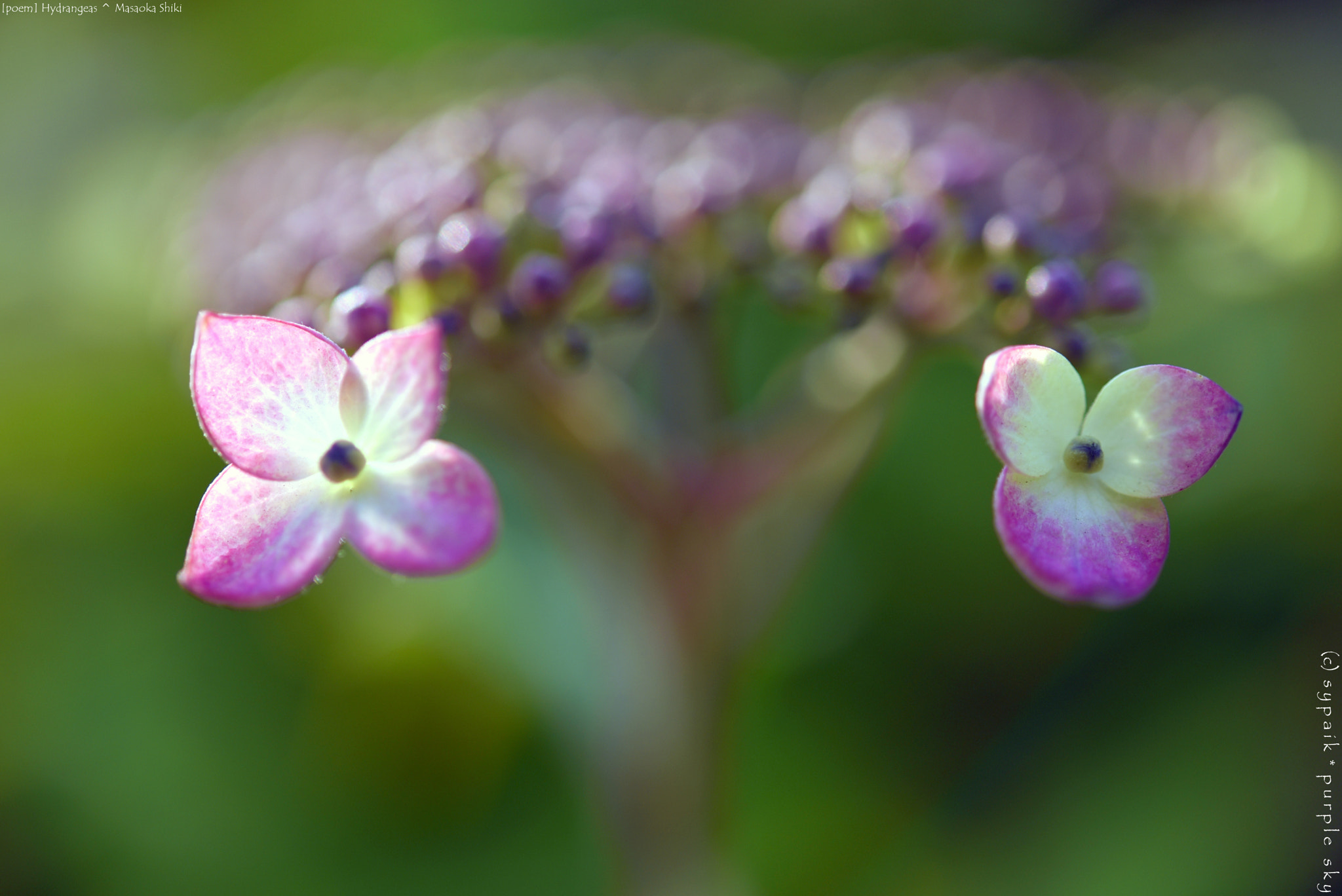 Nikon D750 + Nikon AF-S Micro-Nikkor 60mm F2.8G ED sample photo. Hydrangeas * photography