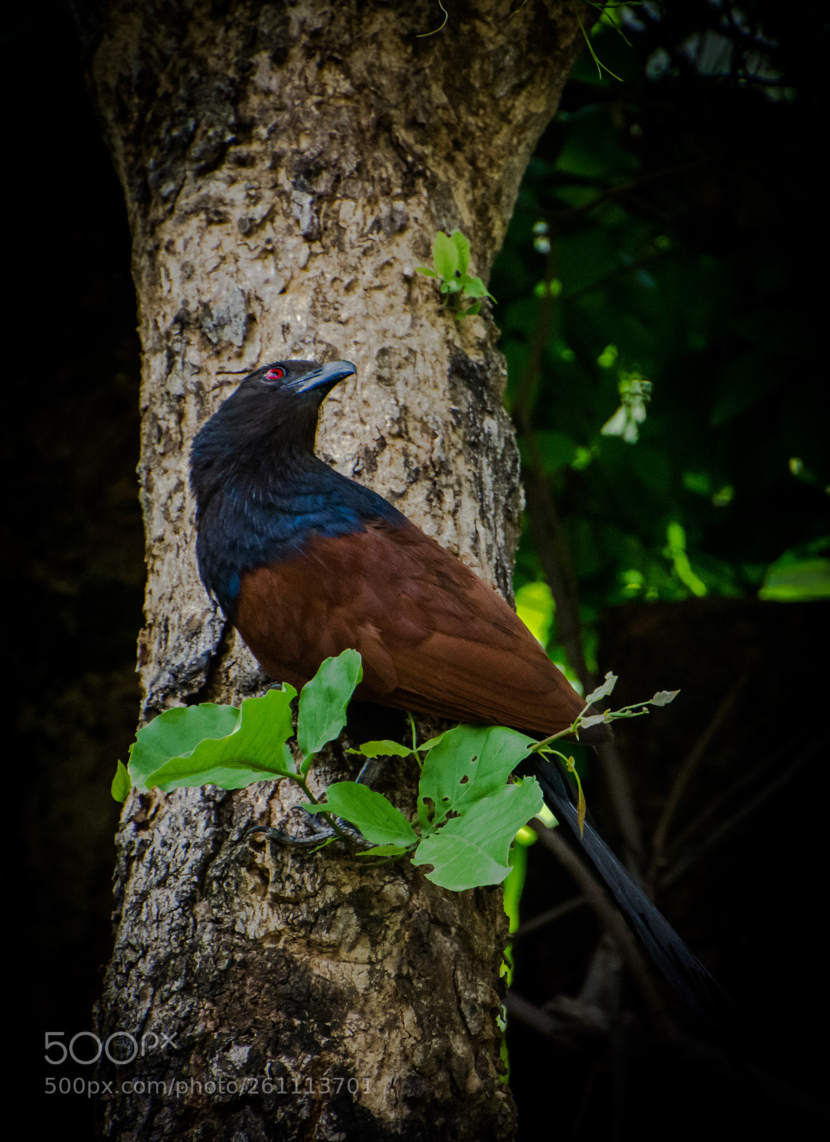Nikon D7200 sample photo. Red eye !!! photography