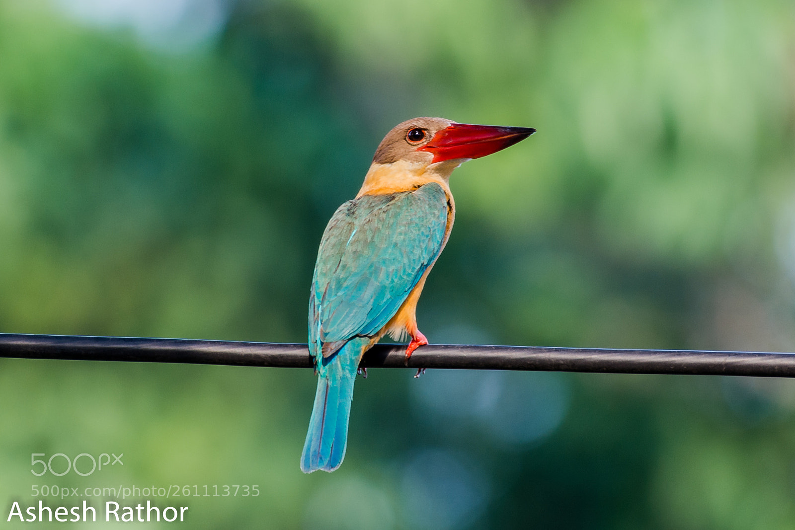 Nikon D7200 sample photo. Stork billed kingfisher photography
