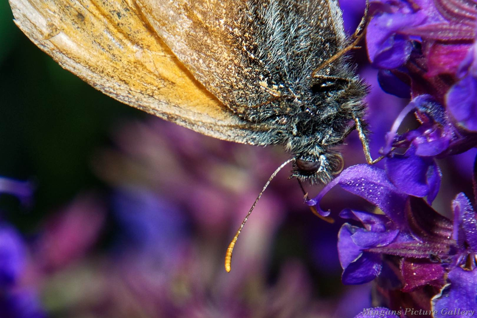 Nikon D500 sample photo. Just something small photography