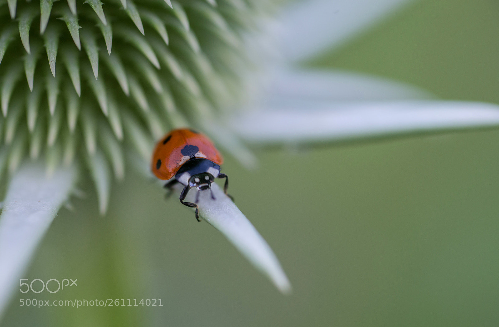 Nikon D600 sample photo. Sitting ladybug photography
