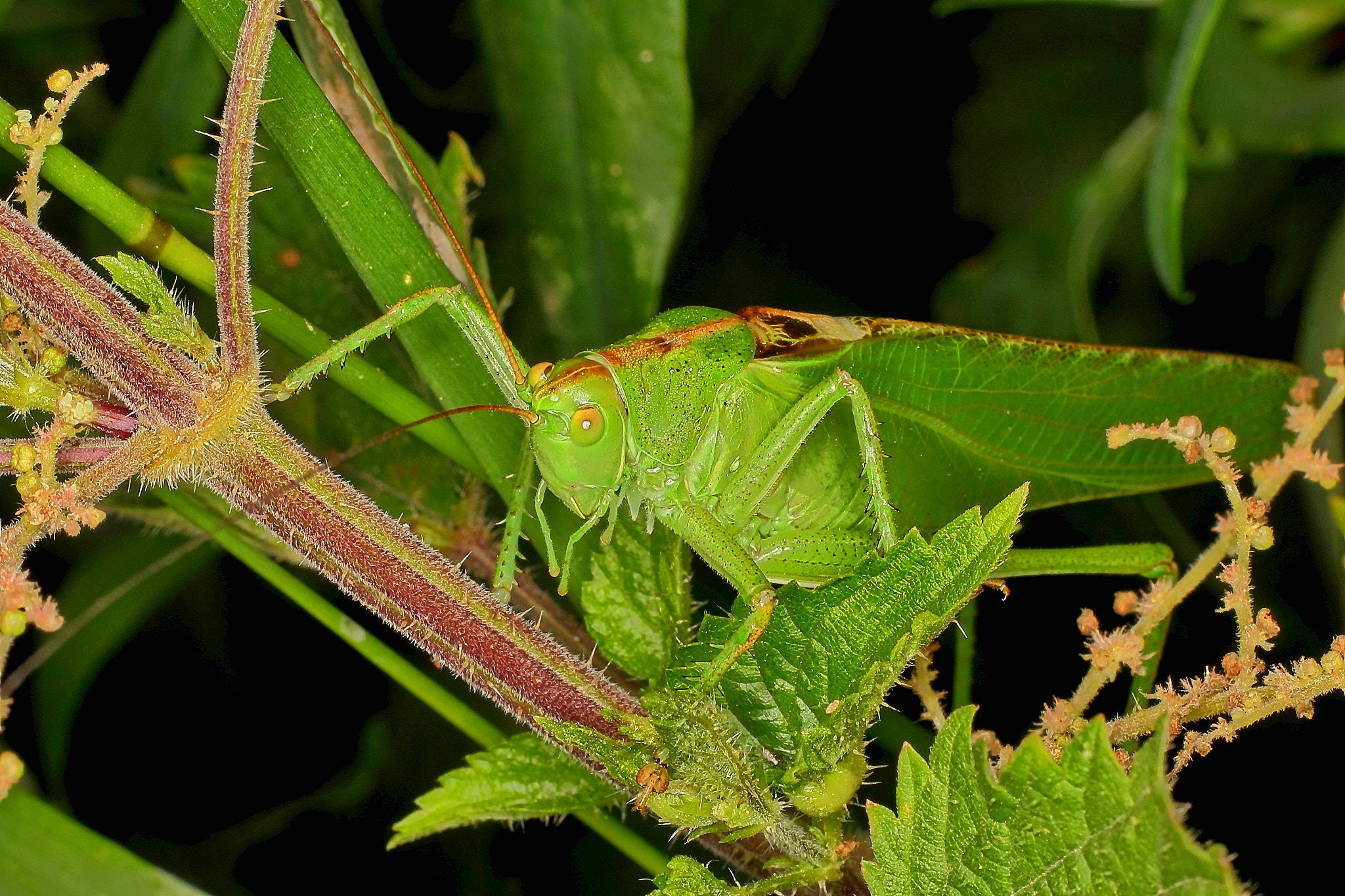 Canon EF 70-300mm F4-5.6 IS USM sample photo. Tettigonia viridissima 3 photography