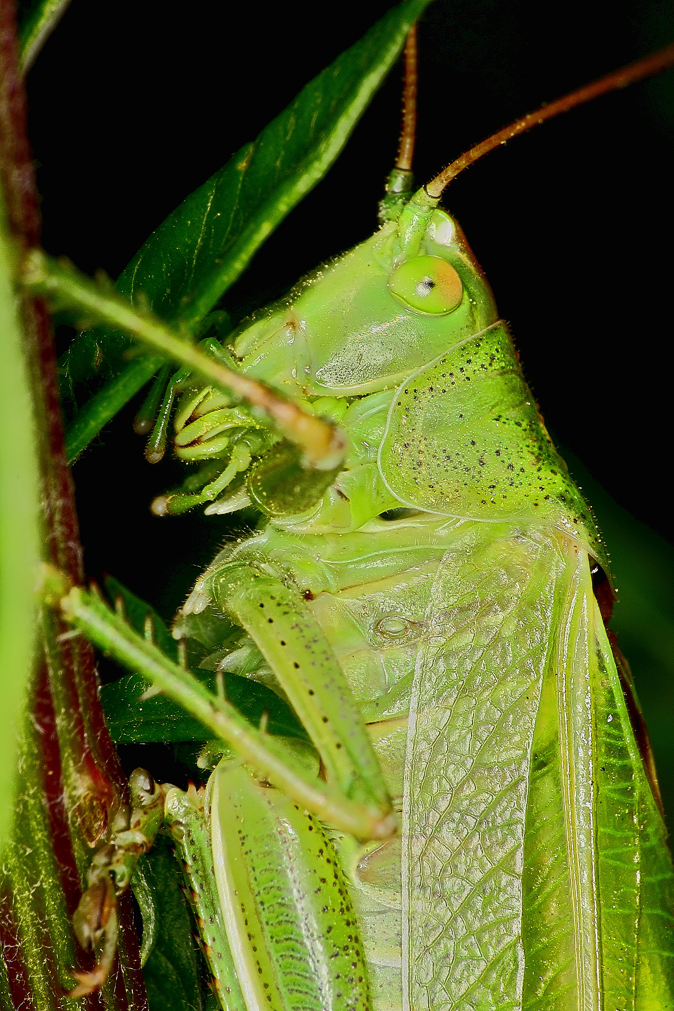 Canon EF 70-300mm F4-5.6 IS USM sample photo. Tettigonia viridissima 2 photography