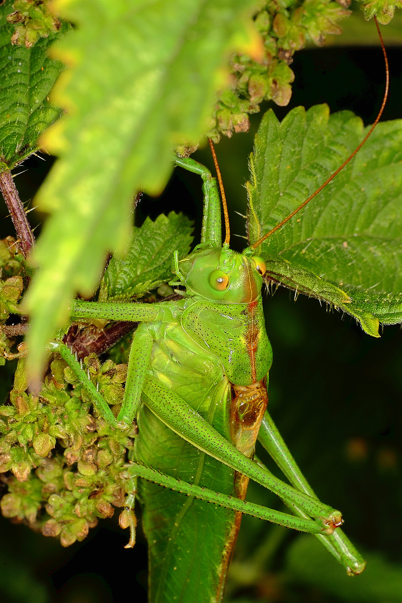 Canon EF 70-300mm F4-5.6 IS USM sample photo. Tettigonia viridissima 1 photography