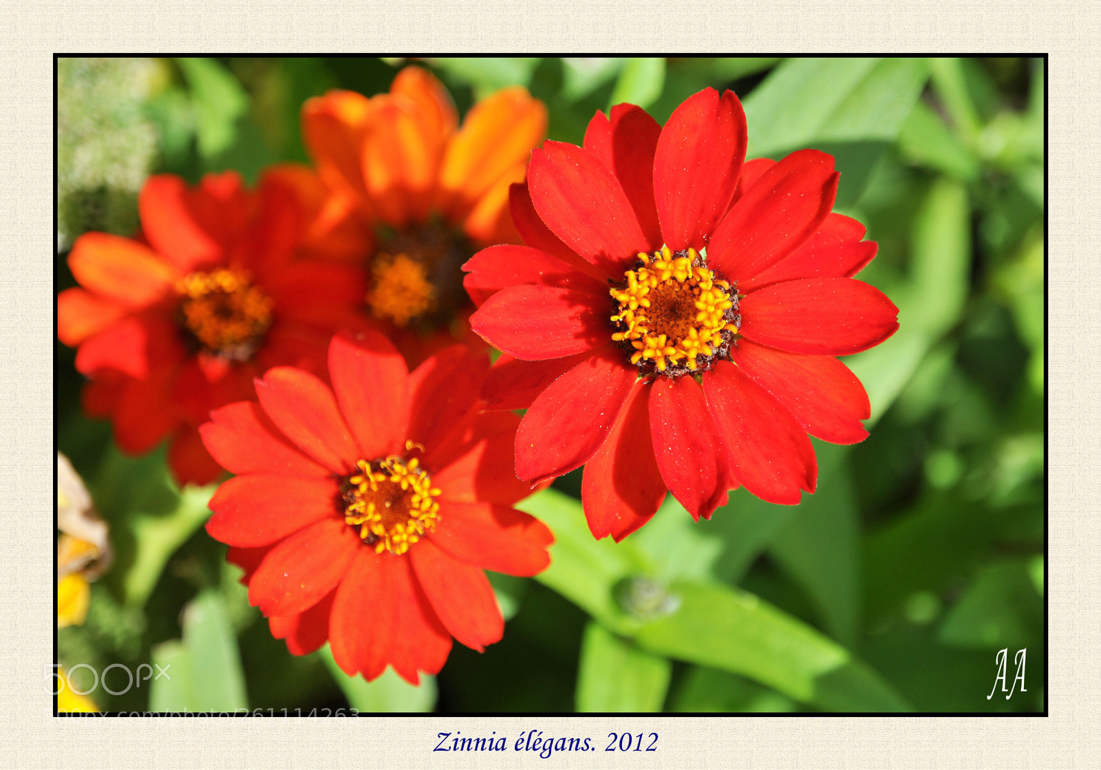 Nikon D90 sample photo. Zinnia élégans photography